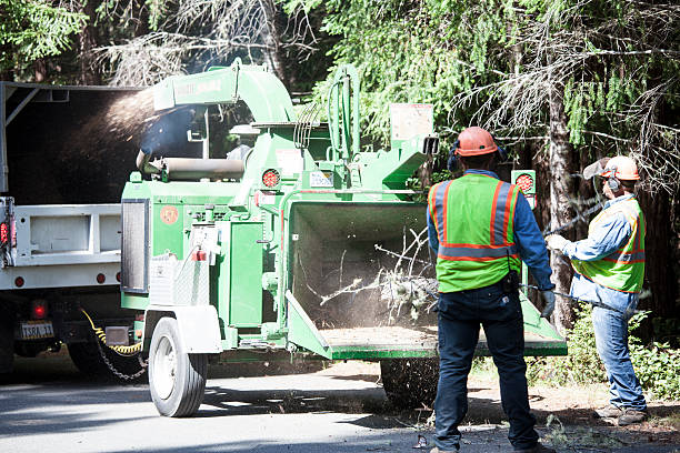 Best Tree Mulching  in Ellington, MO